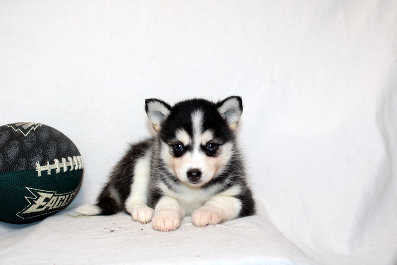 puppy, for, sale, Pomsky, Matthew B. Stoltzfus, dog, breeder, Gap, PA, dog-breeder, puppy-for-sale, forsale, nearby, find, puppyfind, locator, puppylocator, aca